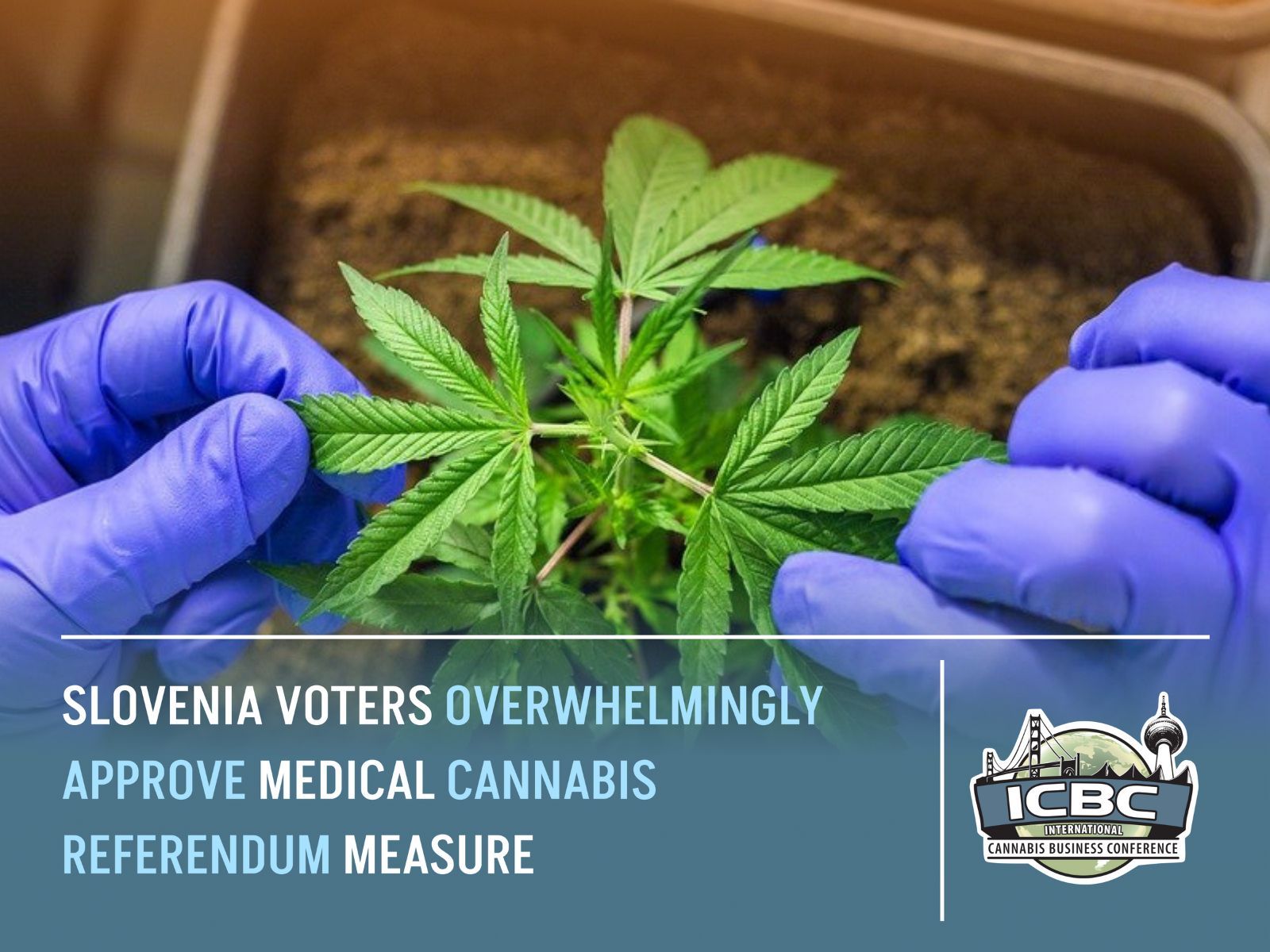 slovenia medical cannabis production vote