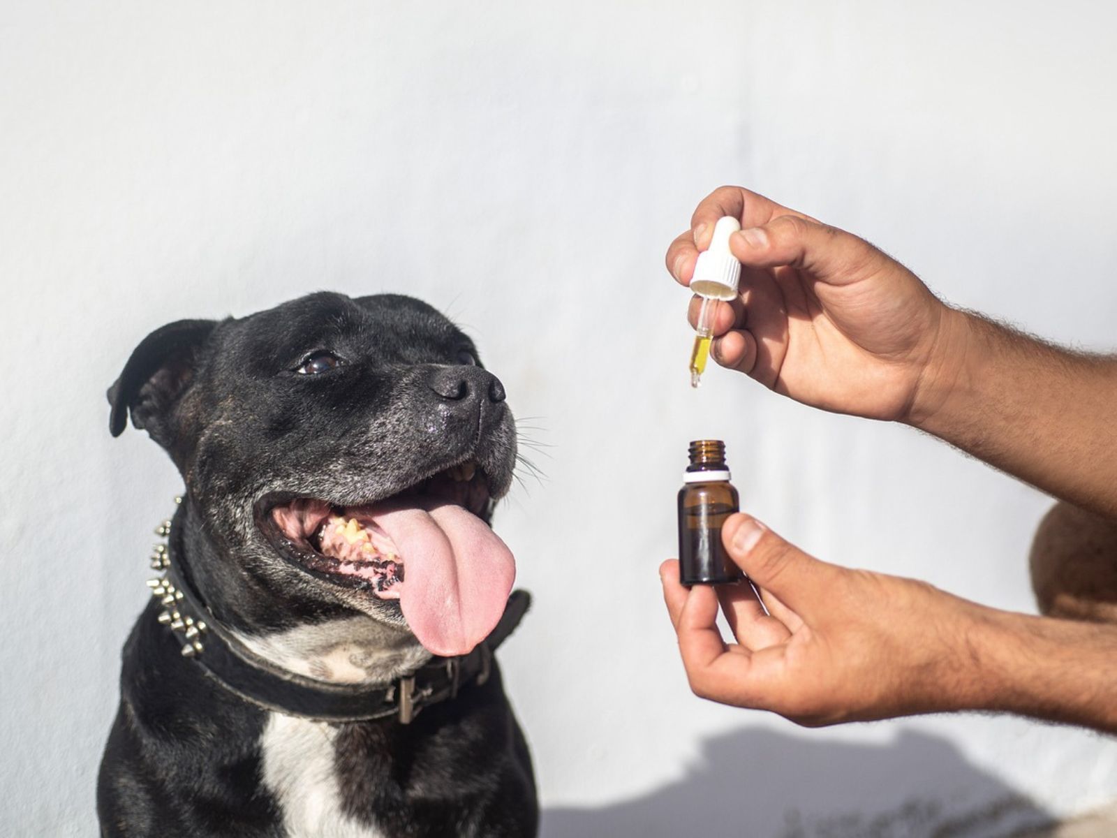 cbd tincture dog canine cannabidiol
