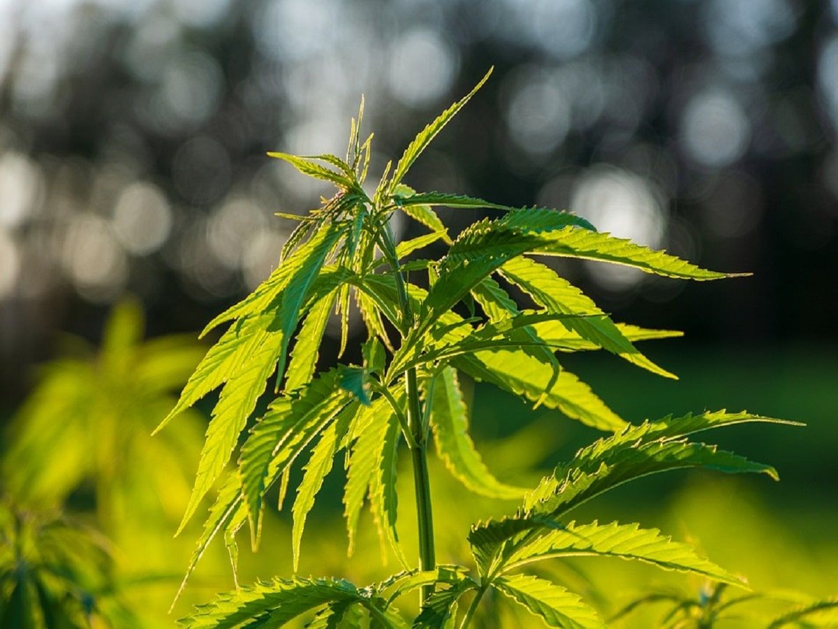 Cannabis Flower Plant Garden