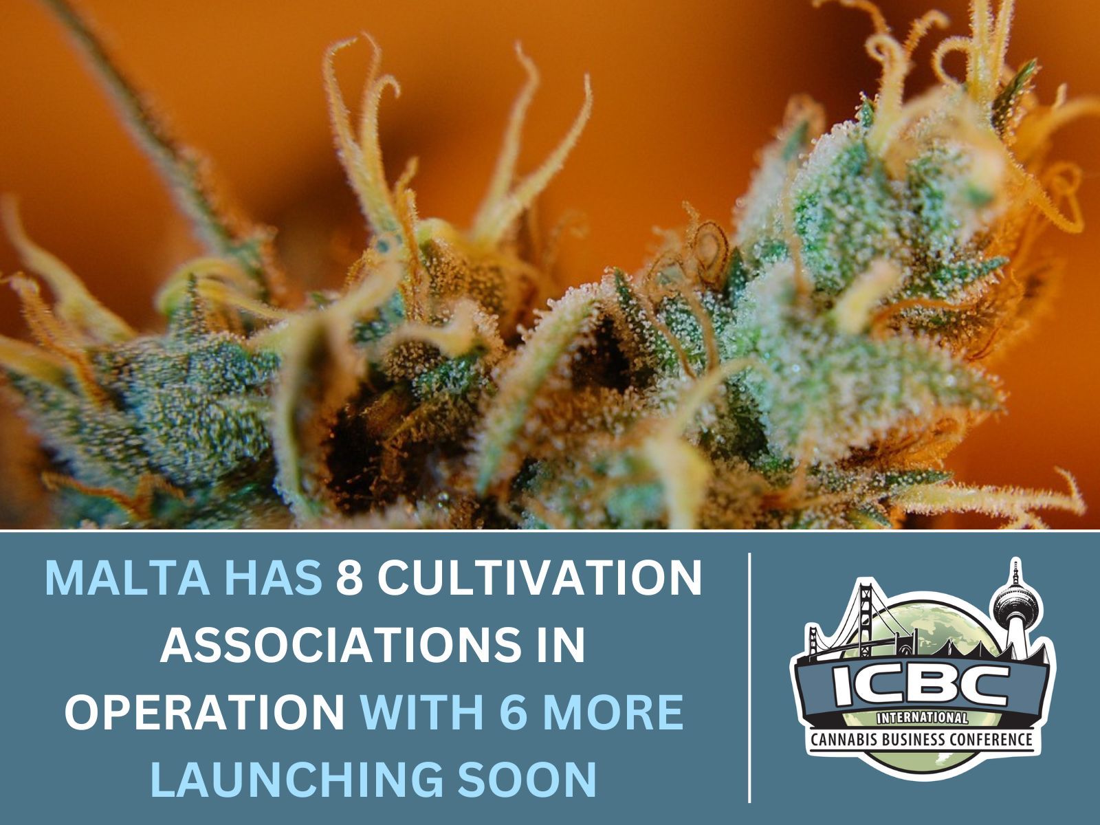 Malta cannabis cultivation associations