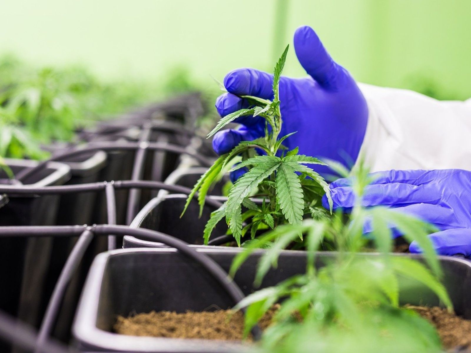 medical cannabis plants indoor garden medical cannabis plants indoor garden medical cannabis plants indoor garden