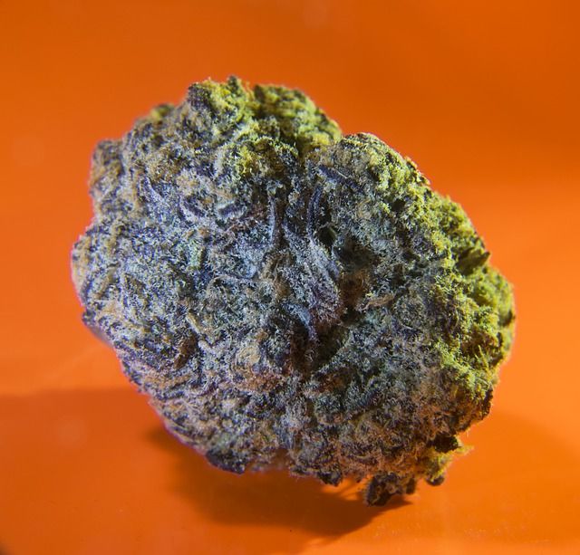 cannabis bud orange background
