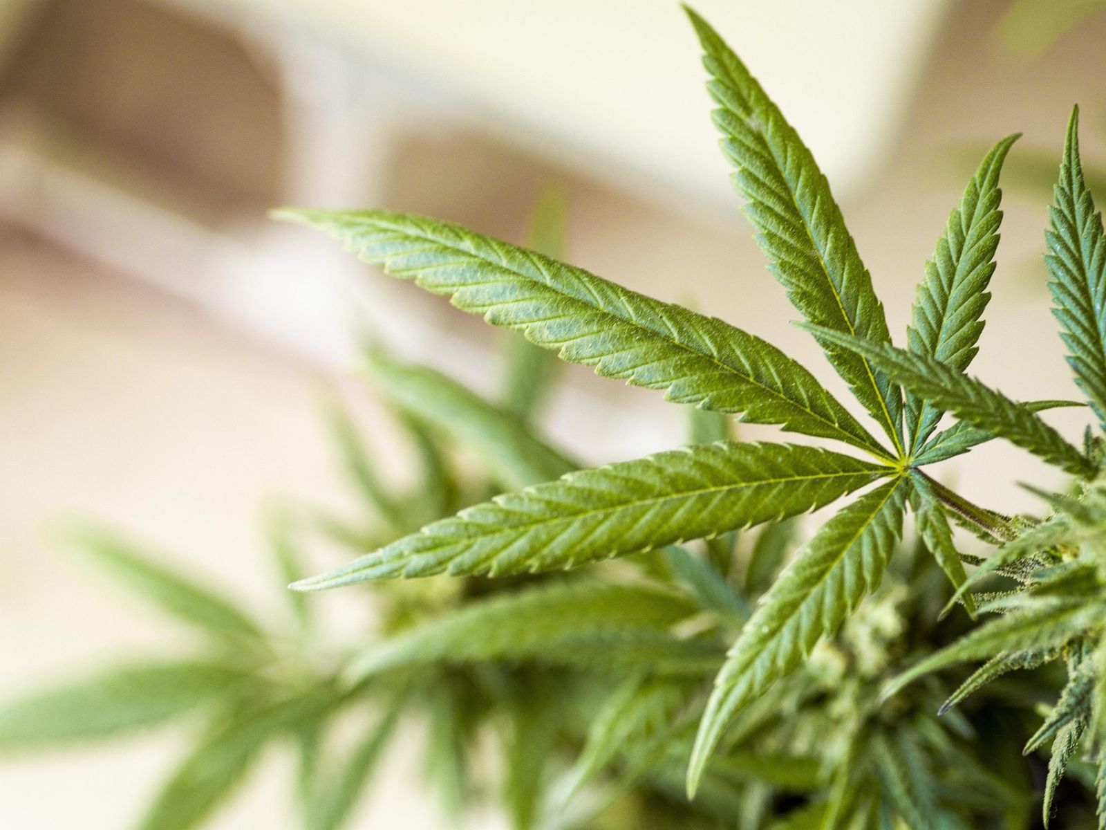 cannabis plant leaf leaves cannabis plant leaf leaves