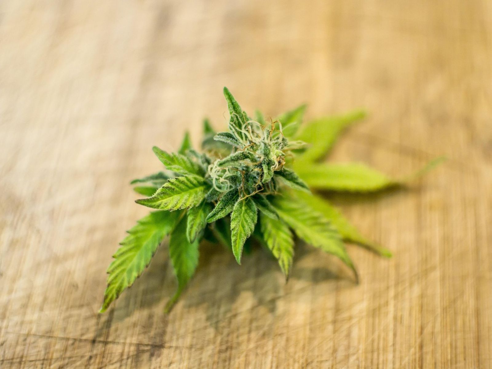 cannabis flower cannabis flower