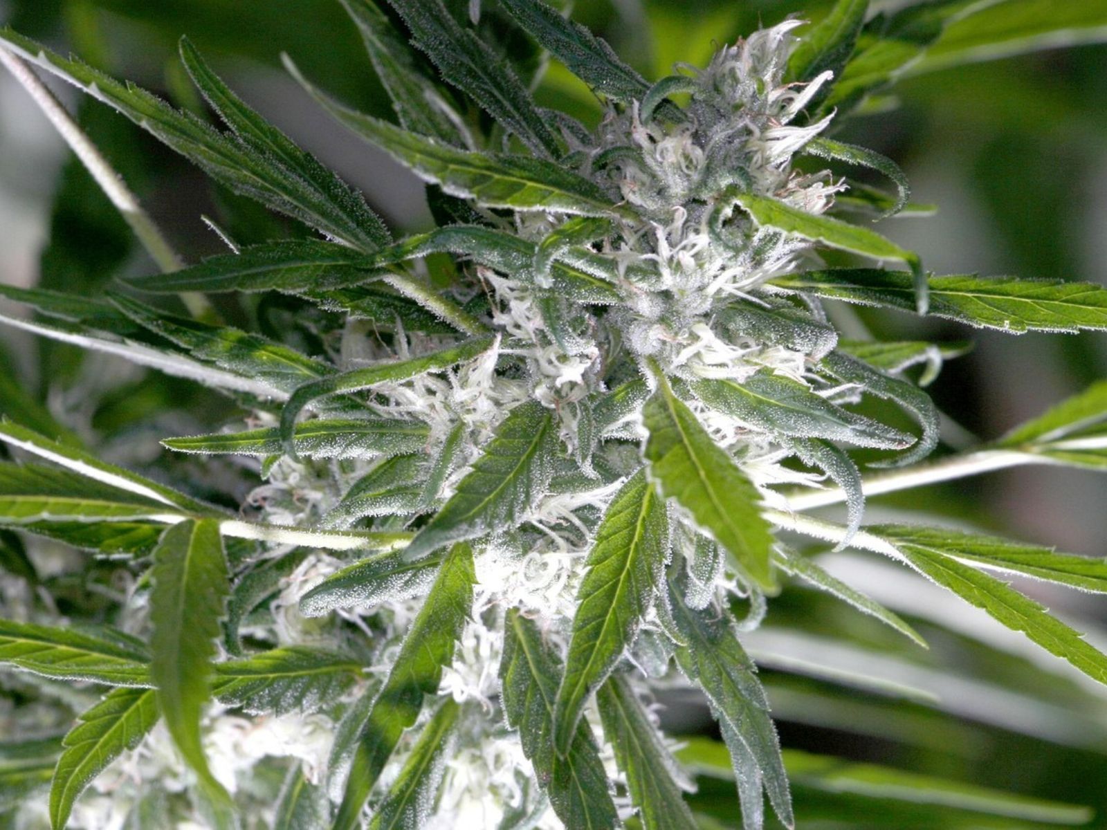 cannabis plant bud flower cannabis plant bud flower