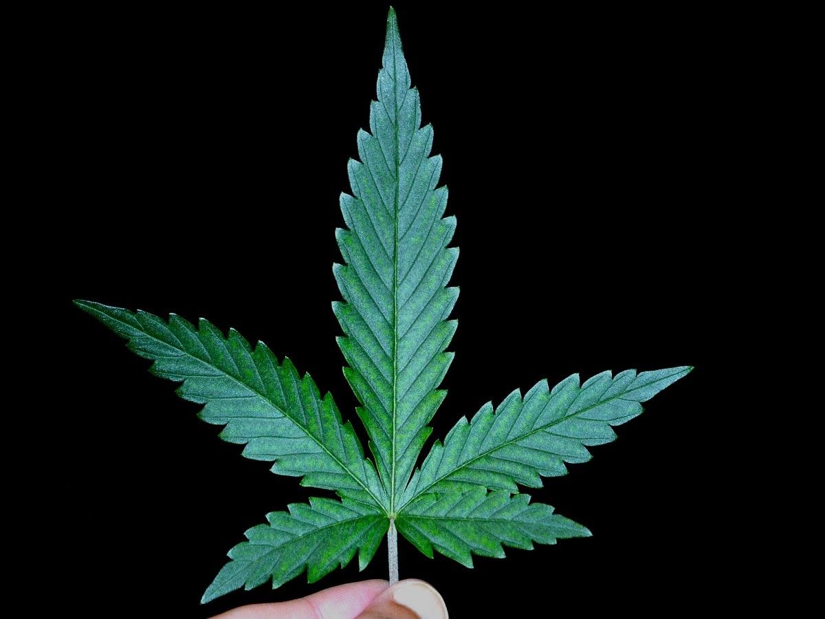 cannabis plant fan water leaf