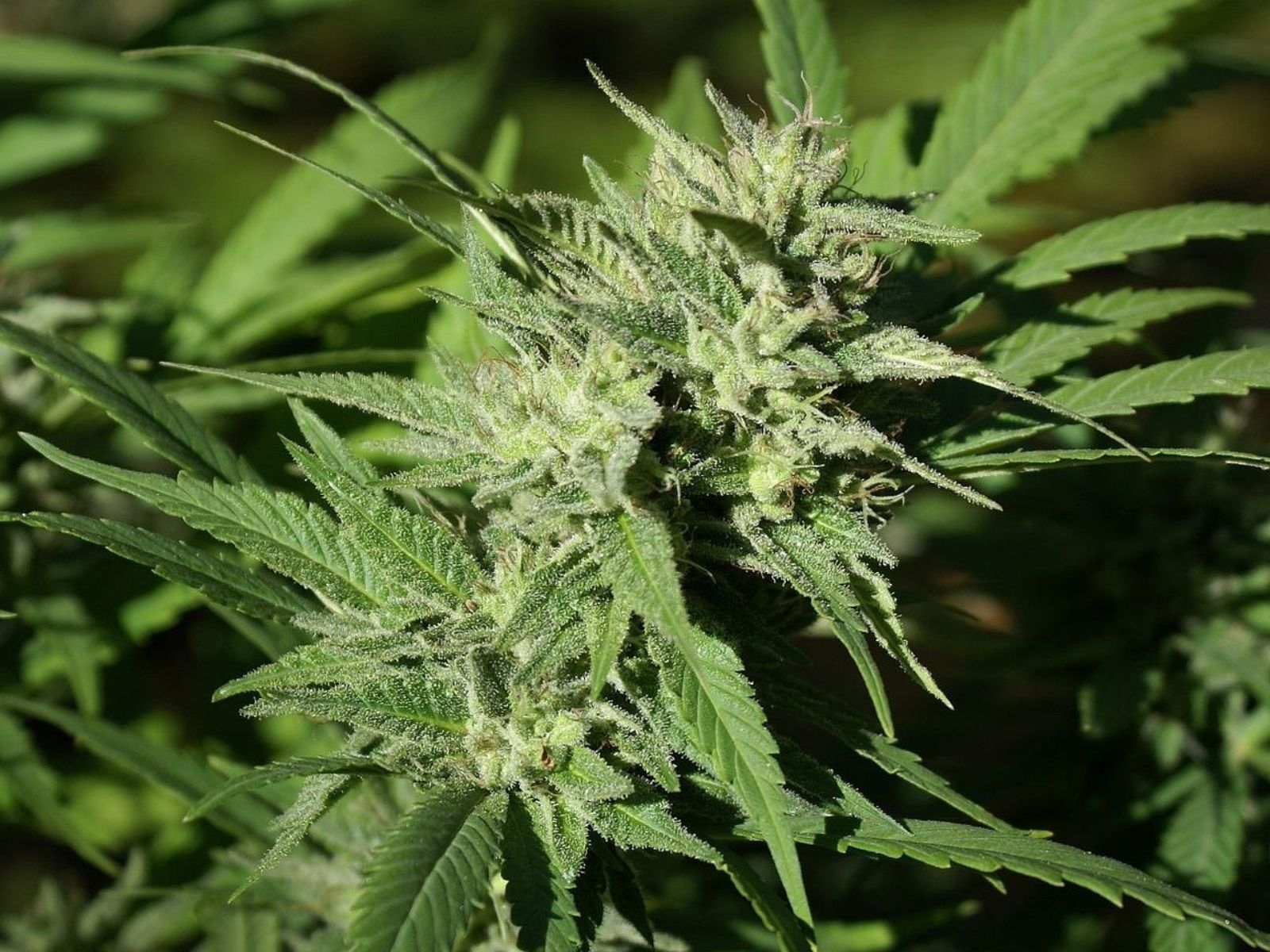 cannabis plant bud cannabis plant bud