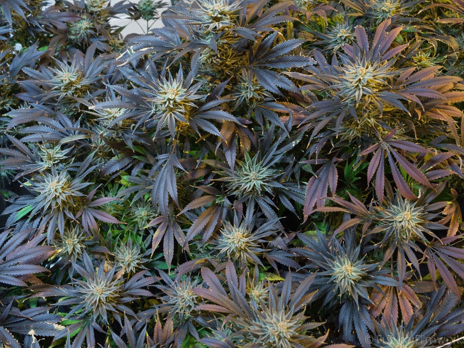 cannabis plants