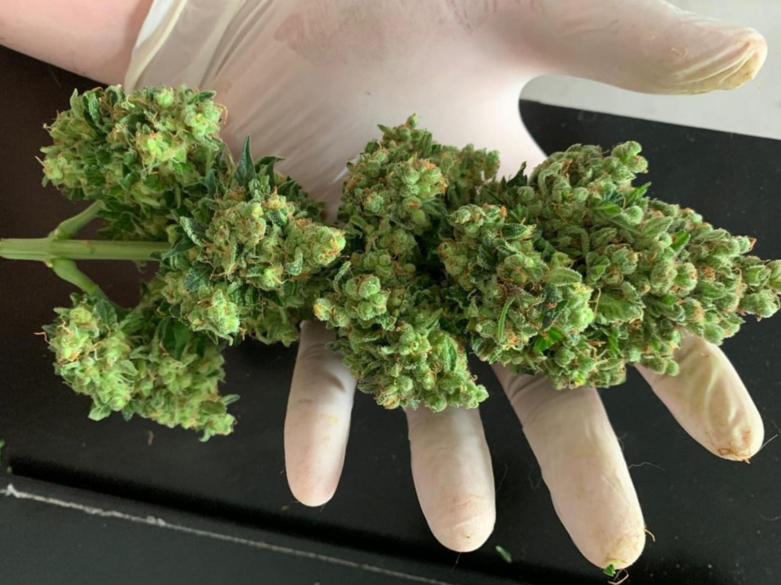 trimmed cannabis bud flower trimmed cannabis bud flower