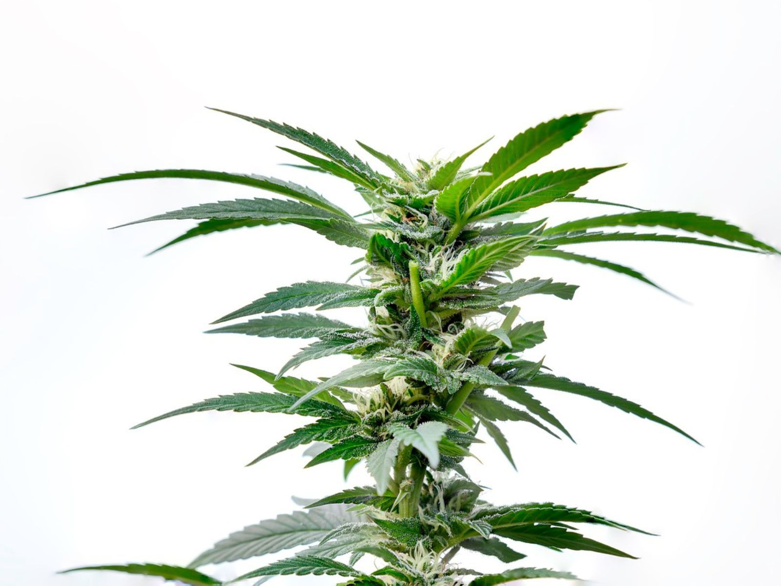 cannabis plant flower