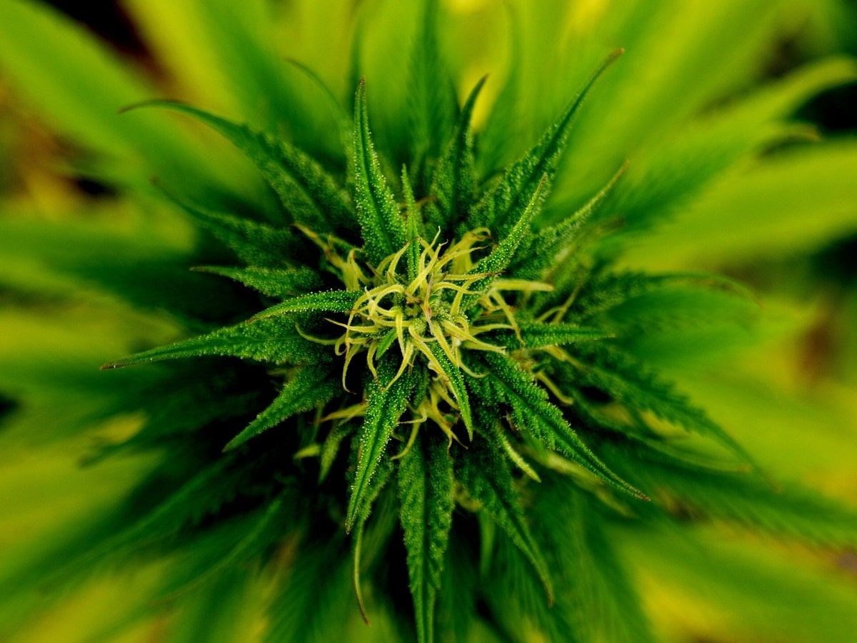cannabis plant
