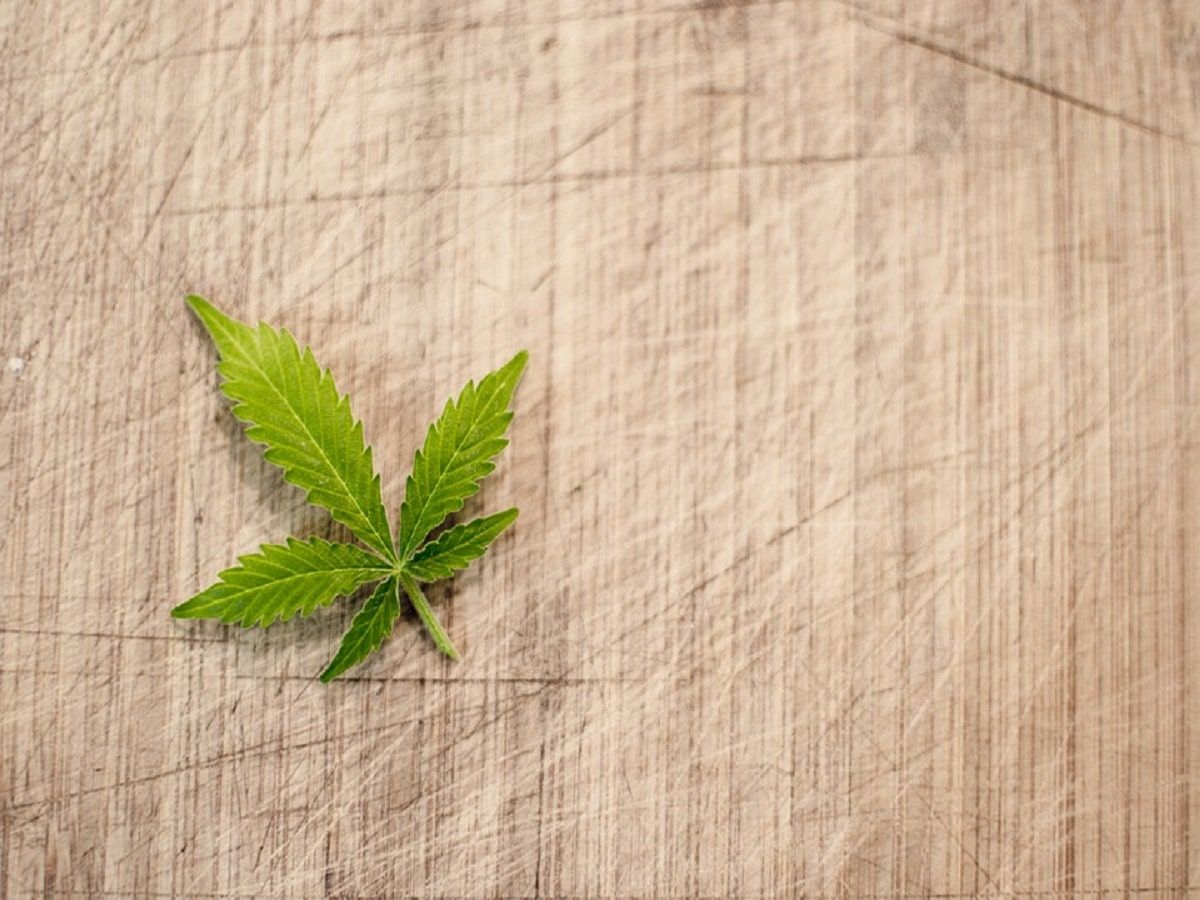 cannabis leaf plant