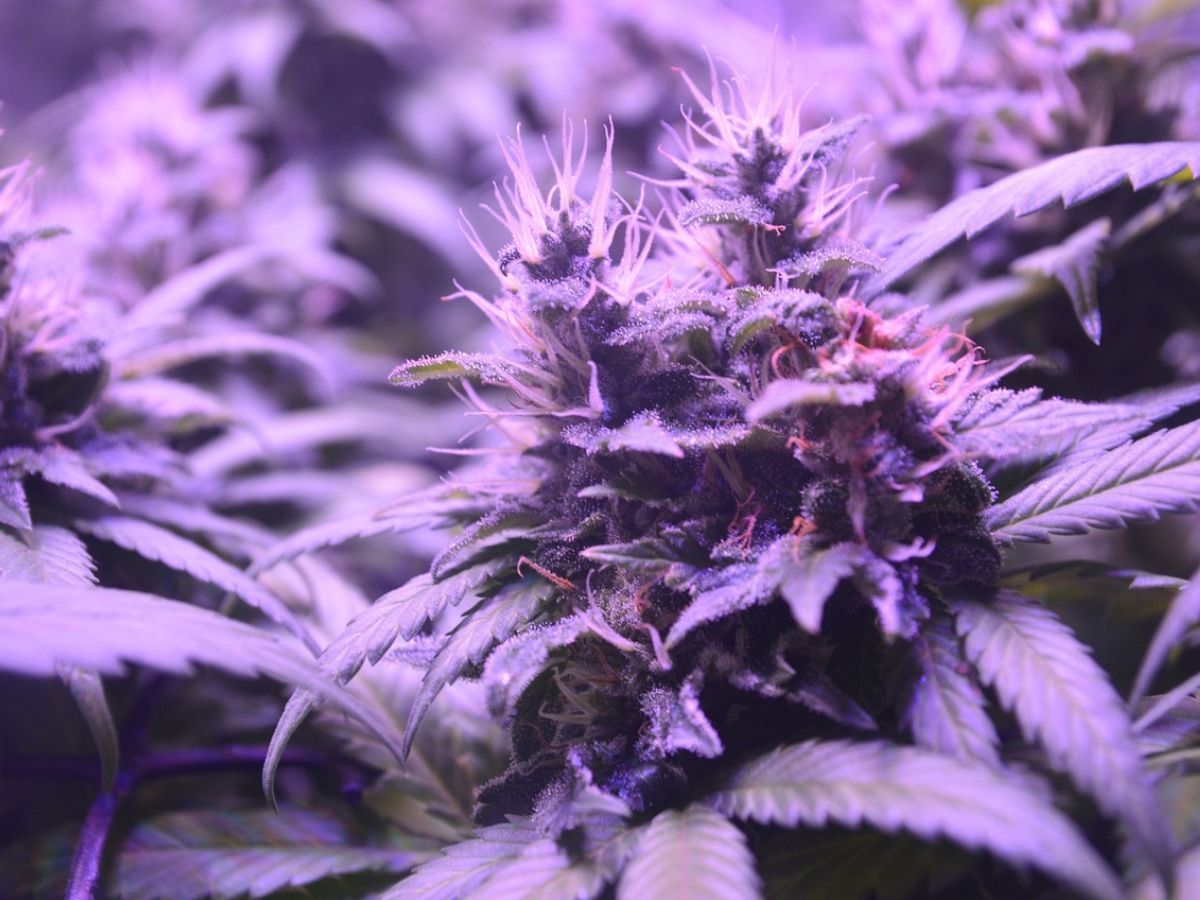 Cannabis plant flower Cannabis plant flower Cannabis plant flower