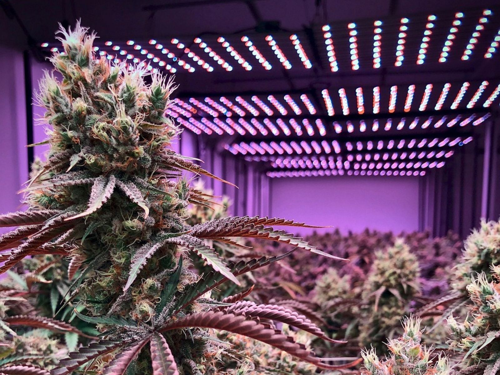 cannabis plant plants garden led light lights lighting indoor