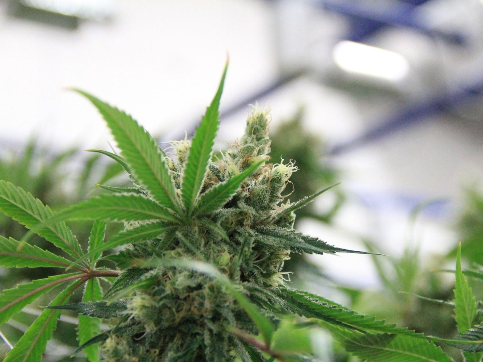 indoor cannabis plant garden plants indoor cannabis plant garden plants