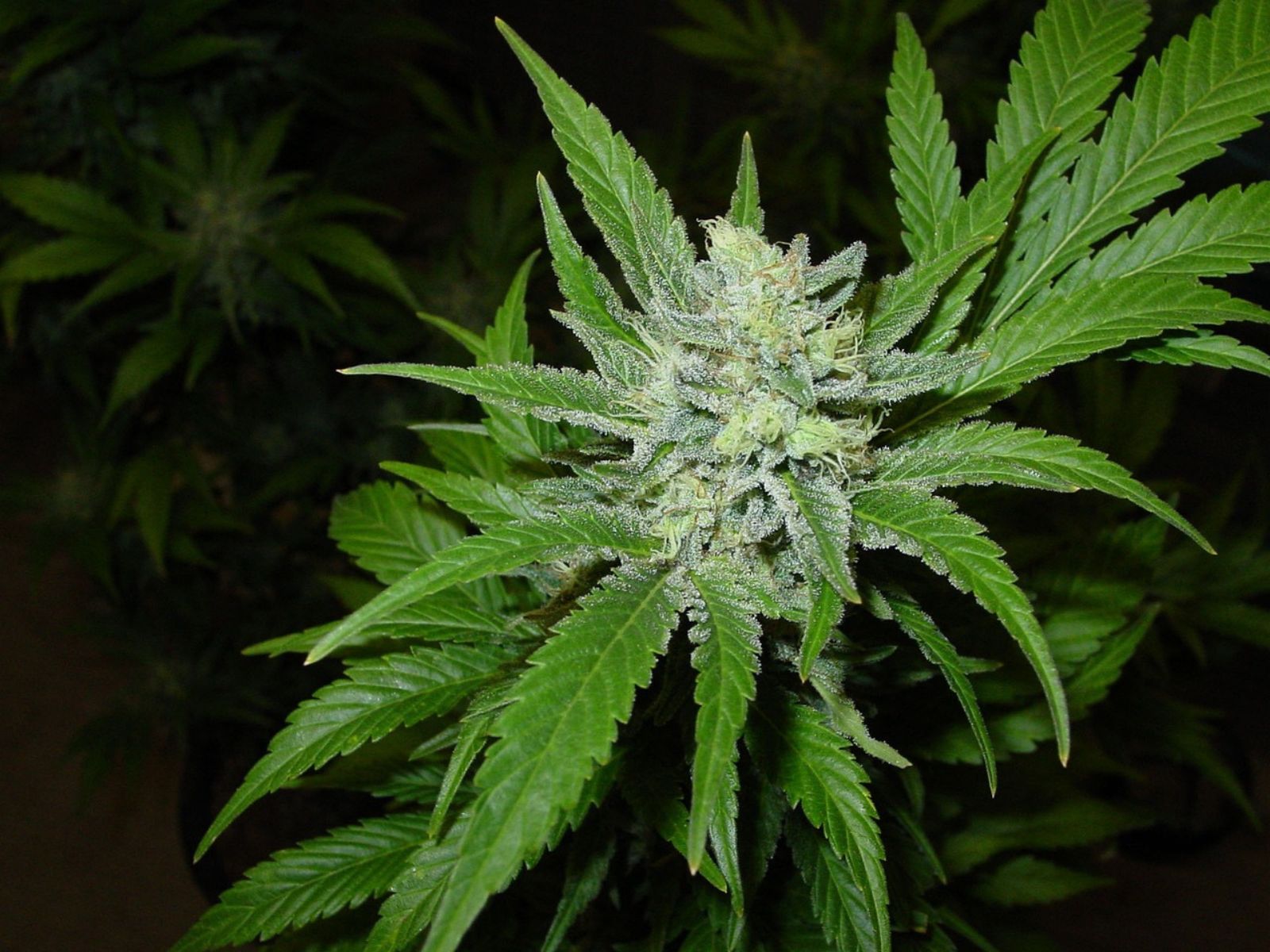 cannabis plant indoor