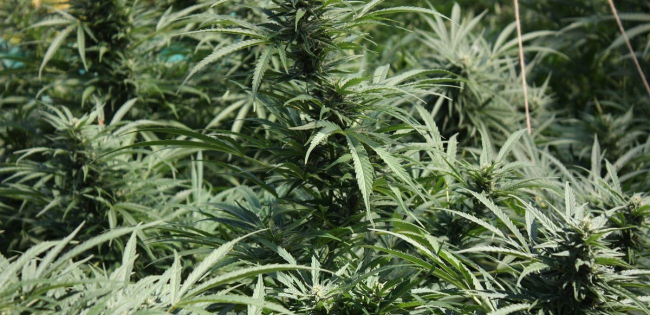 cannabis garden