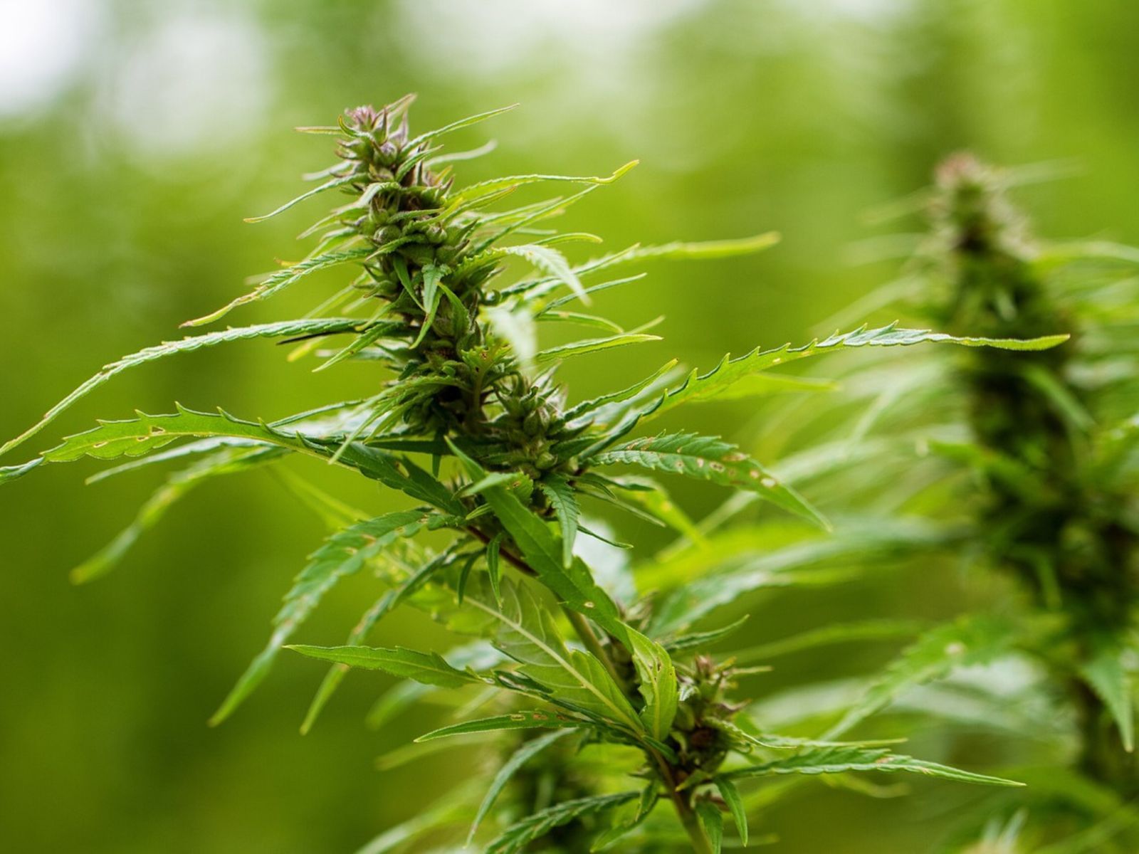 hemp plants hemp plants hemp plants