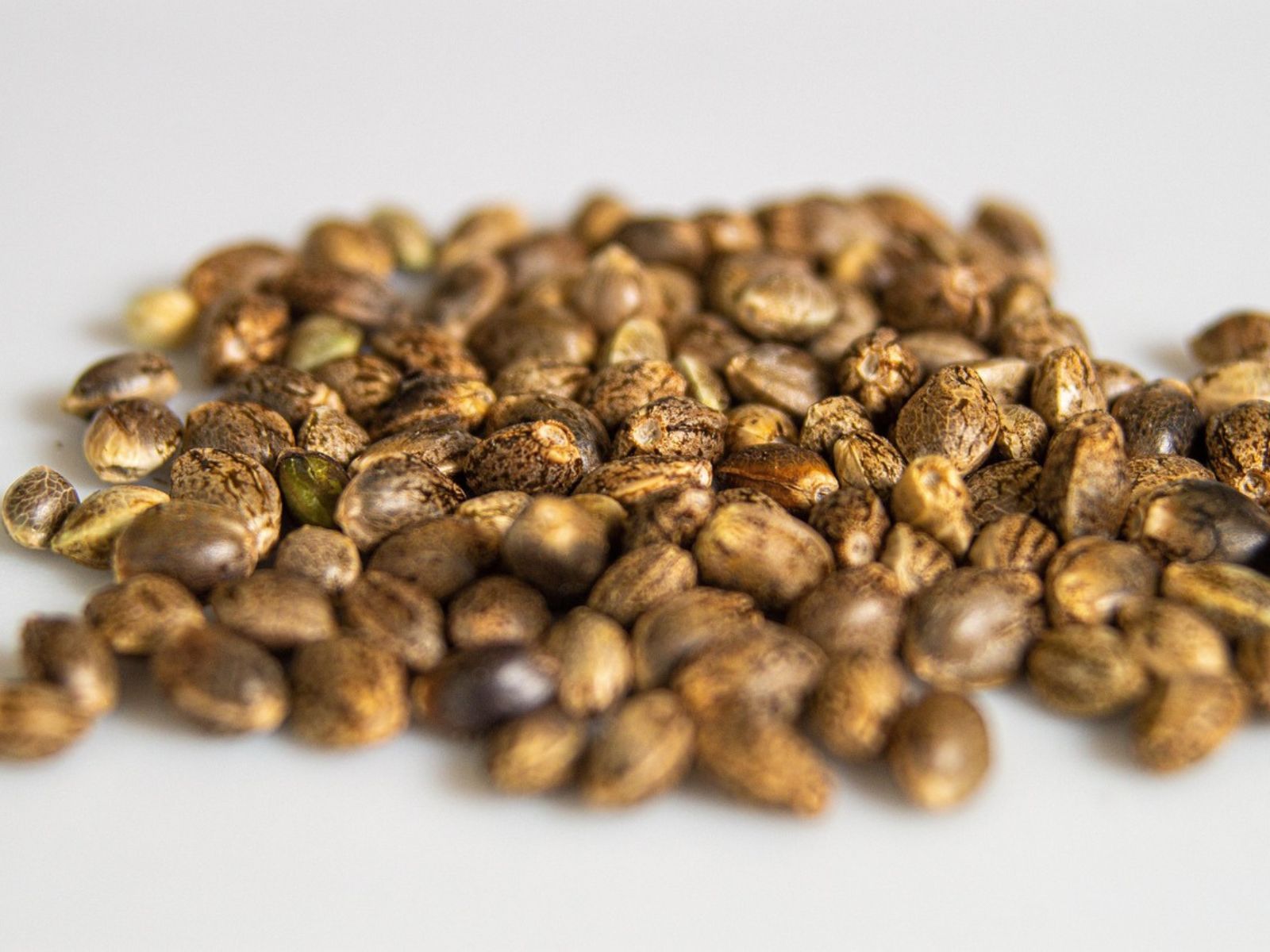 hemp cannabis seeds