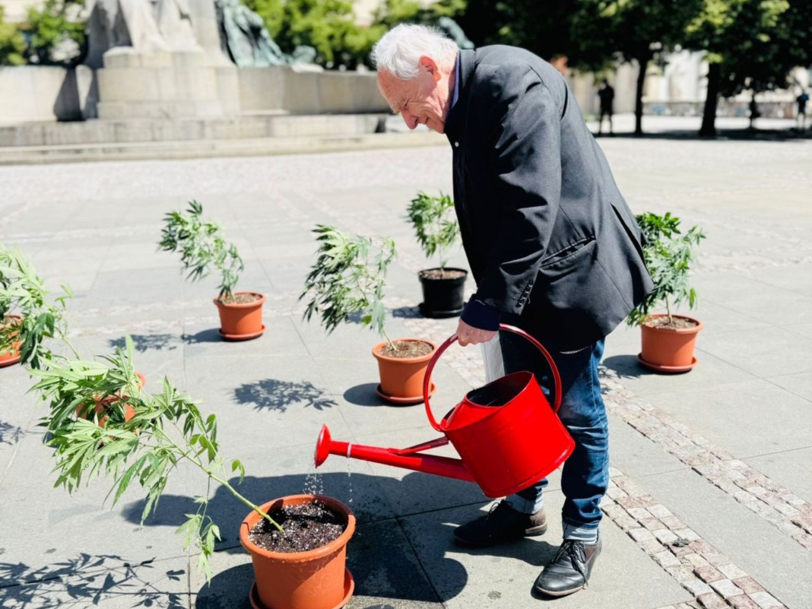 elderly man watering cannabis plants outside of the czech republic ministry of health in prague elderly man watering cannabis plants outside of the czech republic ministry of health in prague