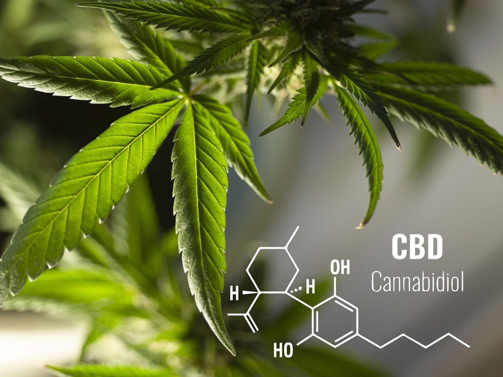 cannabidiol cbd cannabidiol cbd