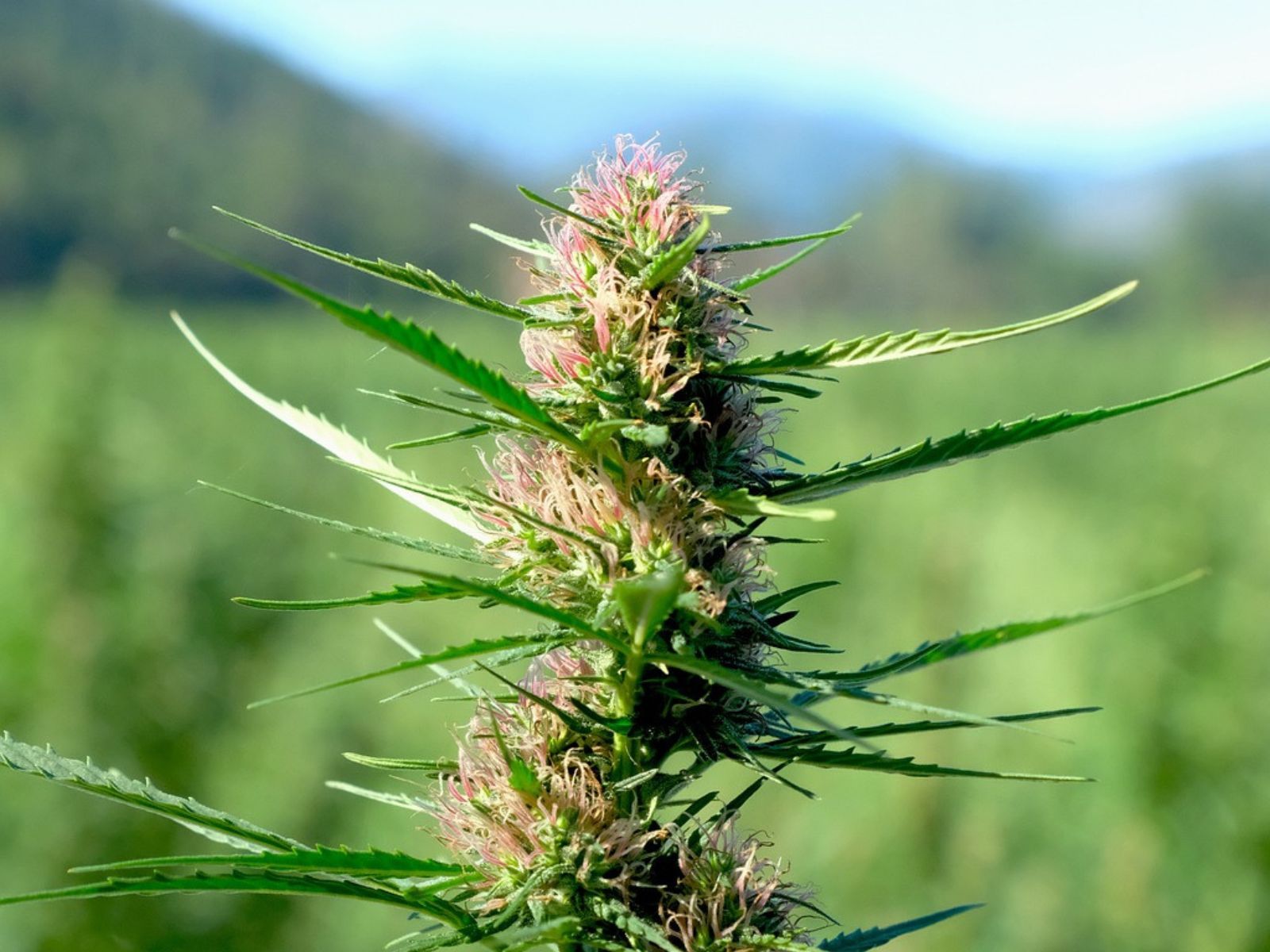 cannabis plant bud field outdoor cannabis plant bud field outdoor