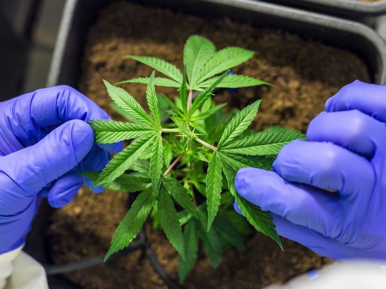 medical cannabis plant medical cannabis plant medical cannabis plant