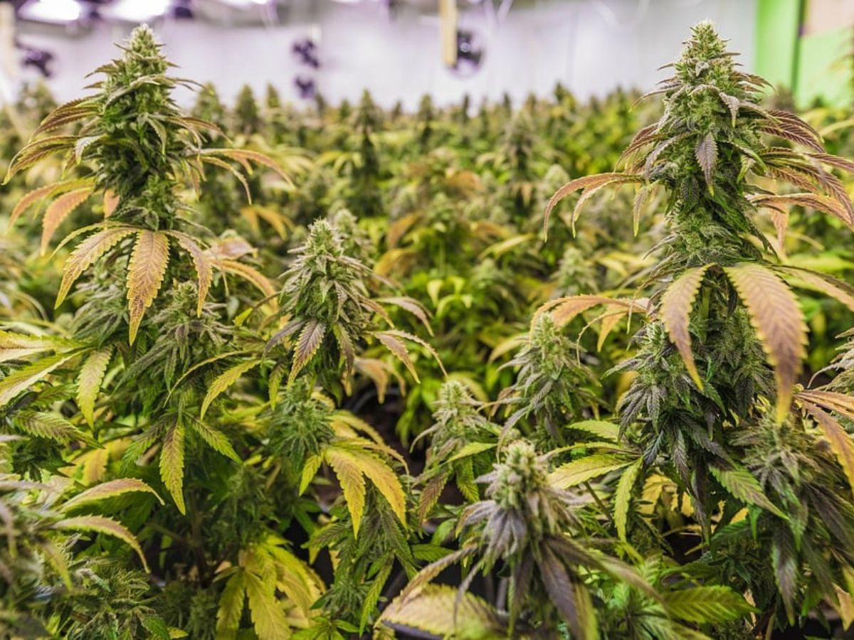 Cannabis Plants