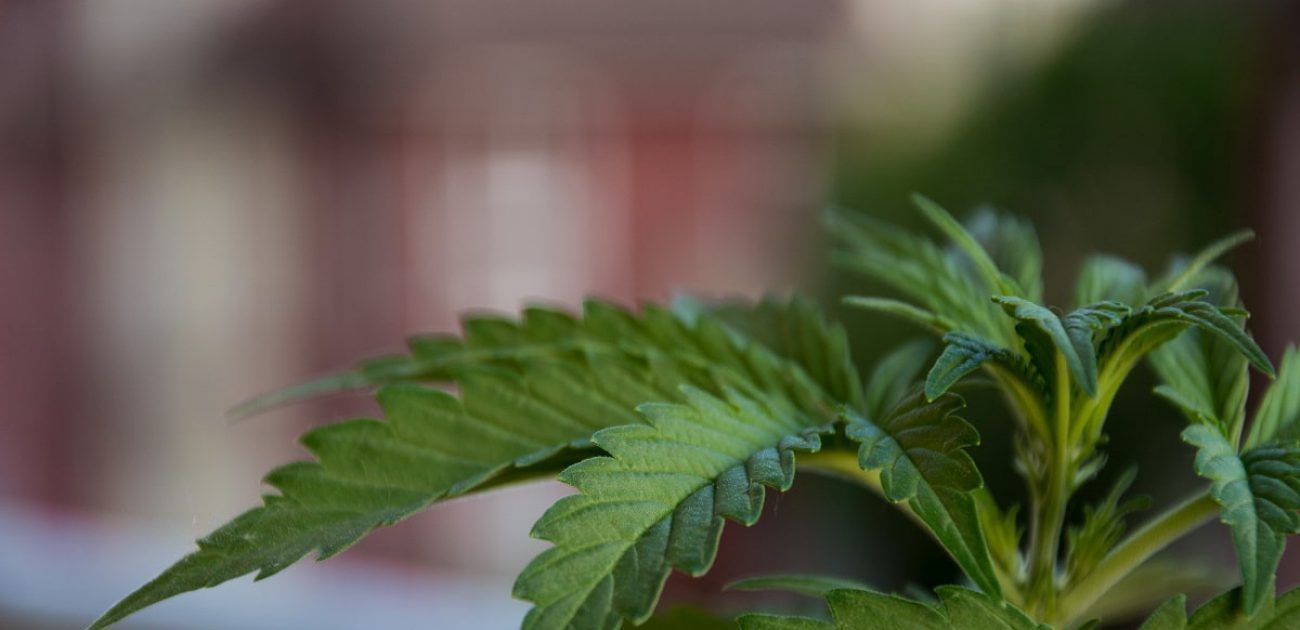 cannabis plant in jamaica