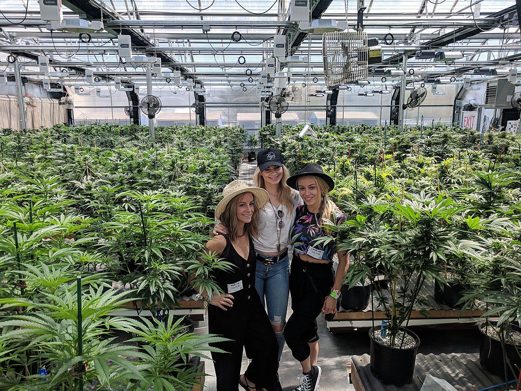 My 420 Tour