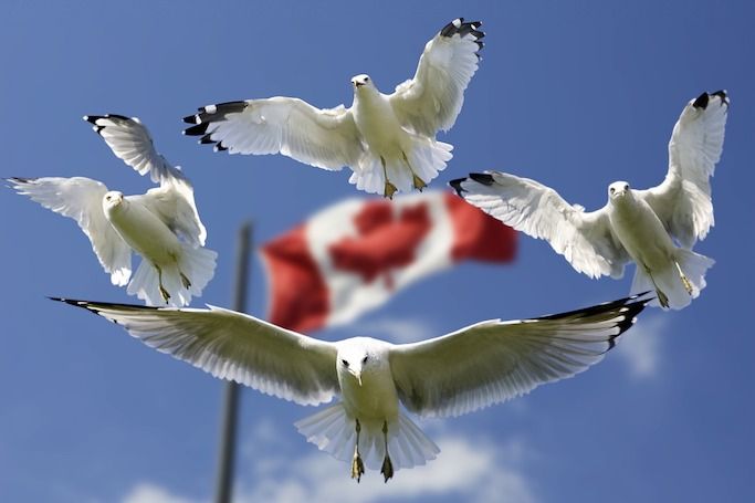 Oh Canada