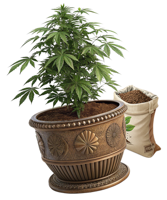 Cannabis plant and sack