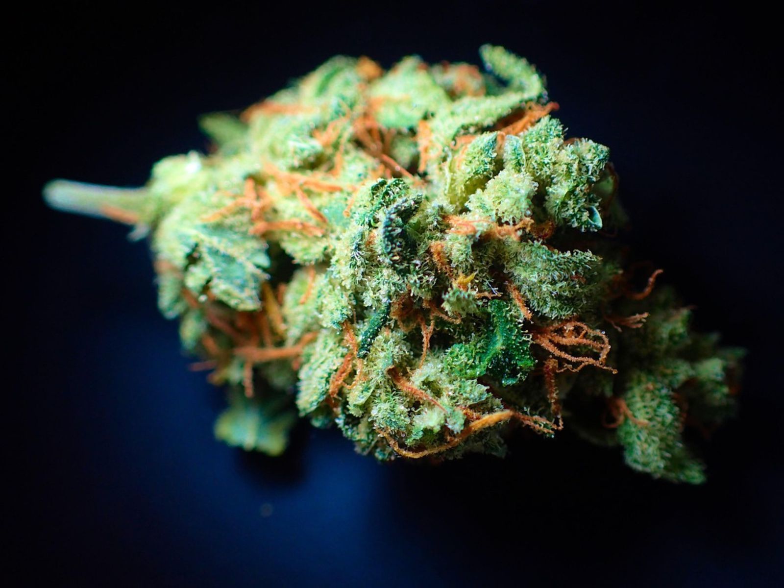 cannabis flower bud