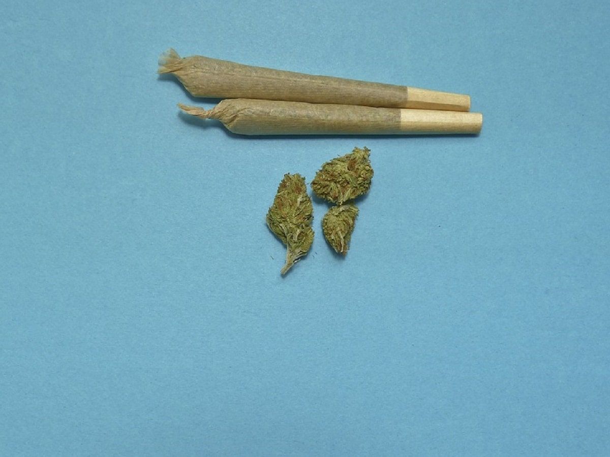 Joints cannabis flower Joints cannabis flower Joints cannabis flower Joints cannabis flower Joints cannabis flower Joints cannabis flower