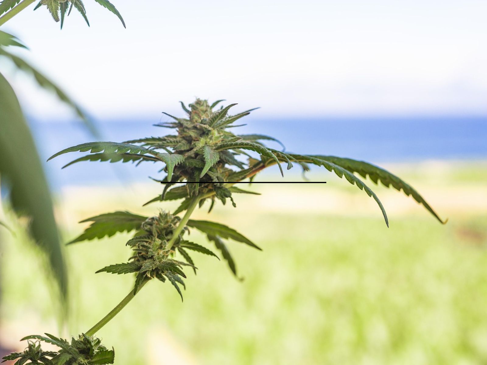 cannabis plant cannabis plant