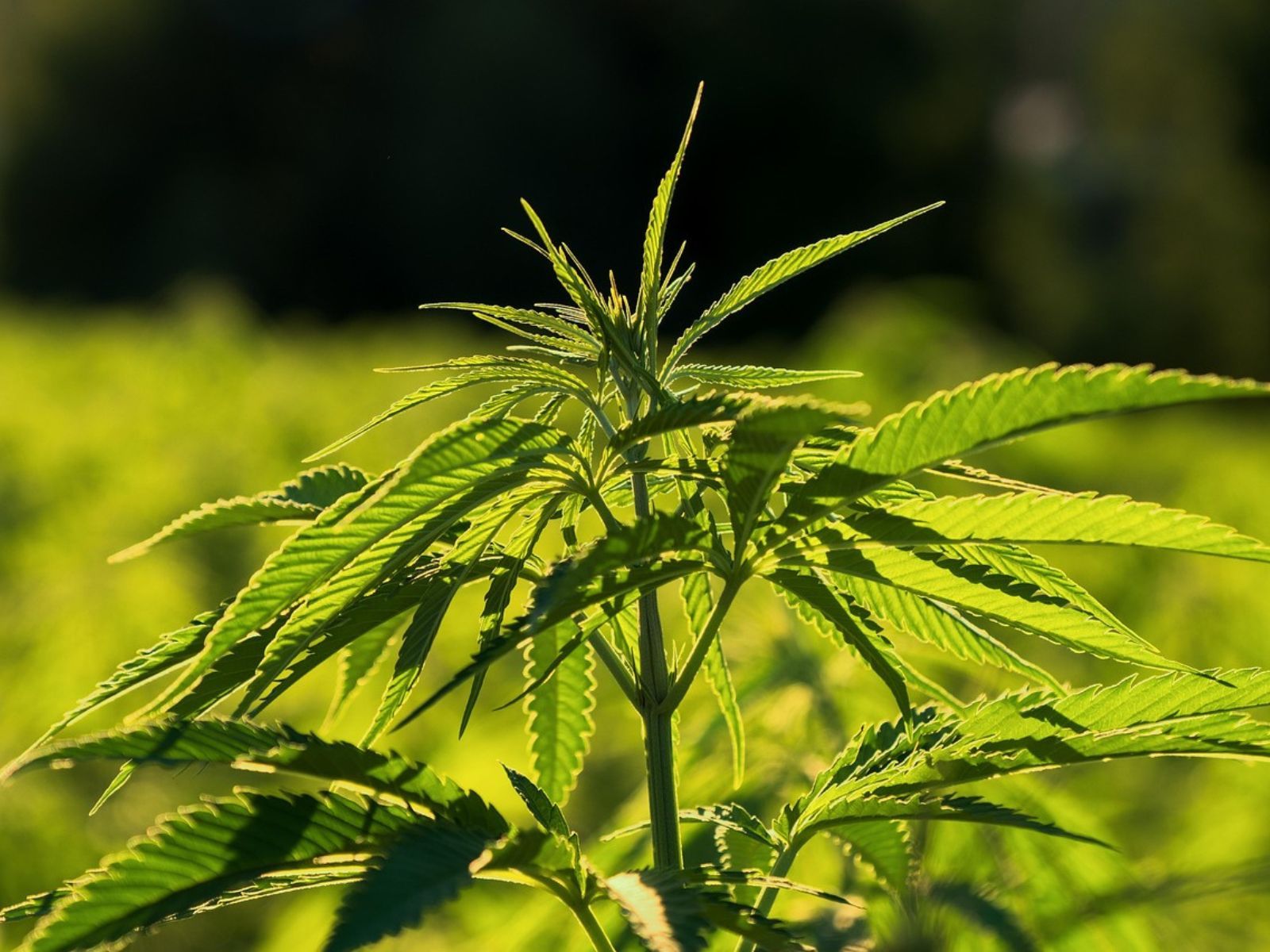 industrial-hemp-plant-field industrial-hemp-plant-field