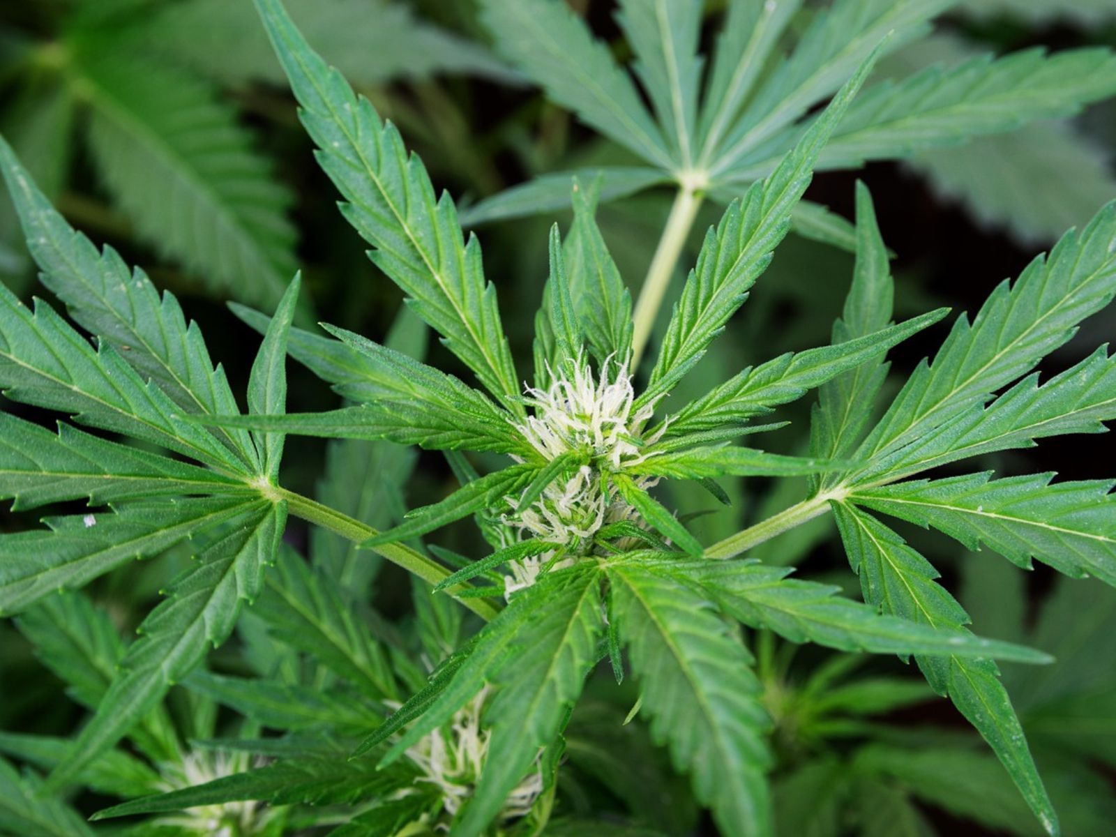 cannabis plant cannabis plant