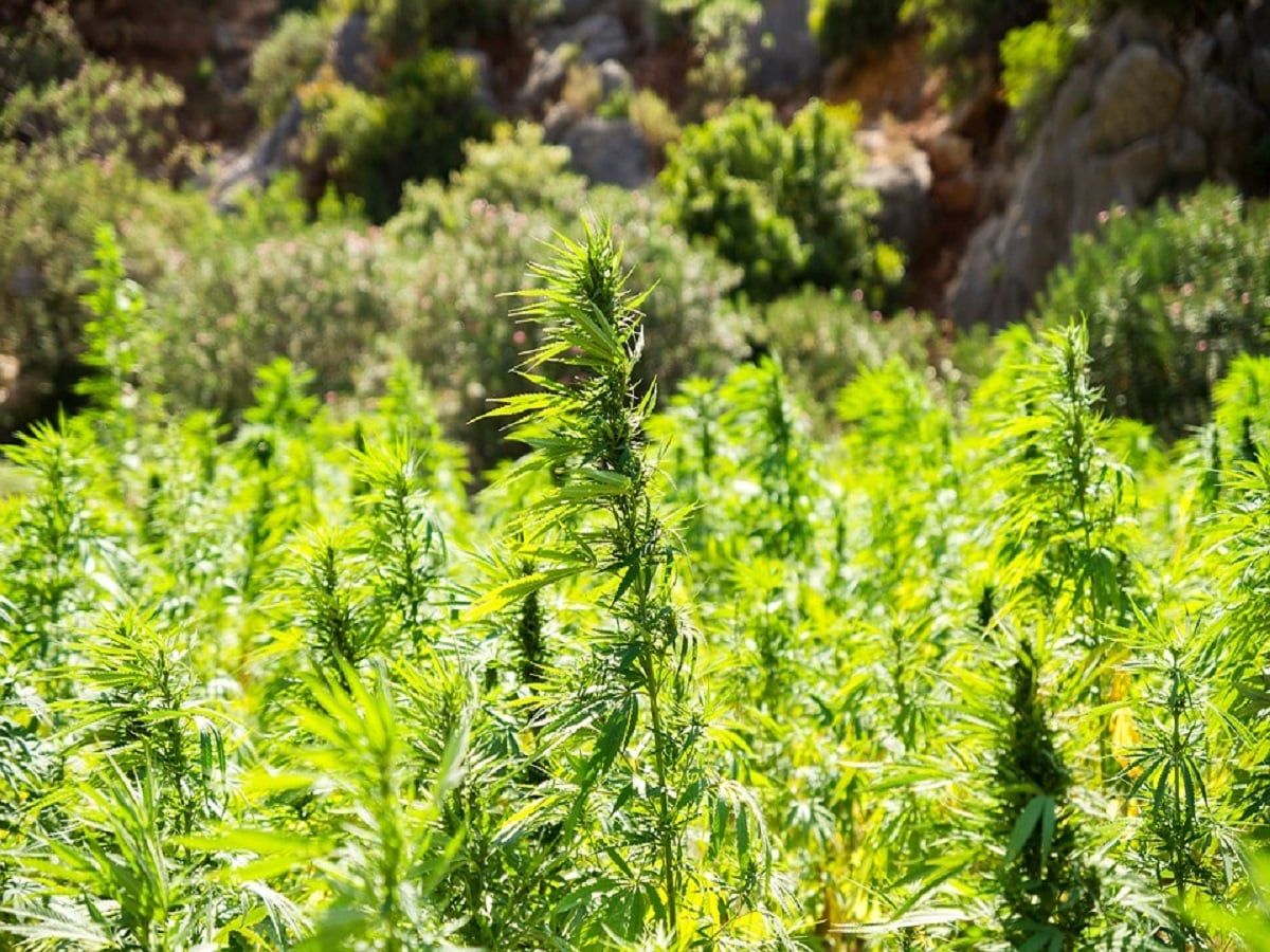 hemp hemp hemp hemp hemp hemp