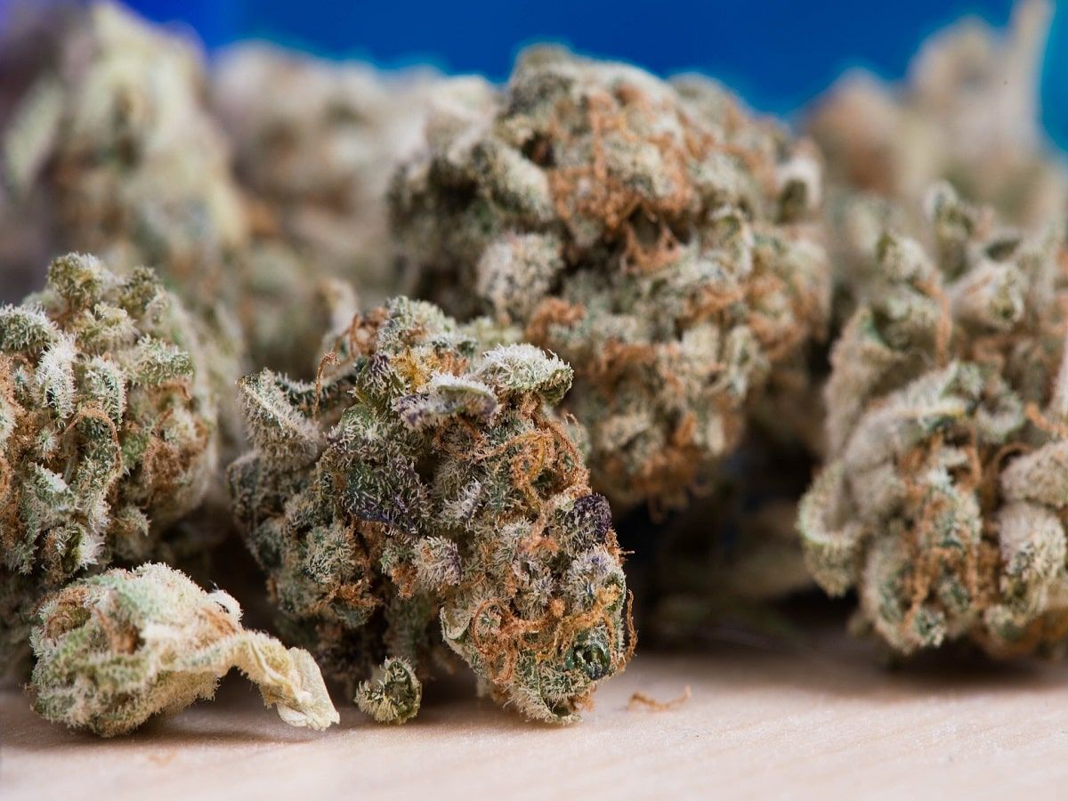 cannabis flower buds cannabis flower buds cannabis flower buds