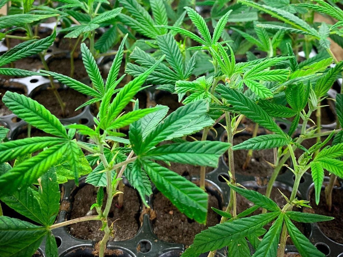 Cannabis plant clones genetics strains starts Cannabis plant clones genetics strains starts