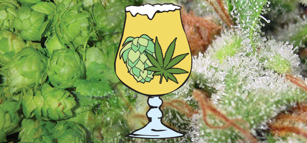 Big Alcohol and canabis