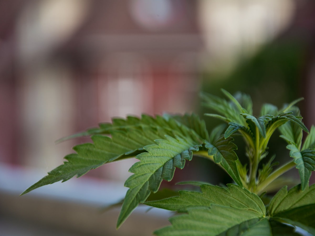 cannabis plant in jamaica