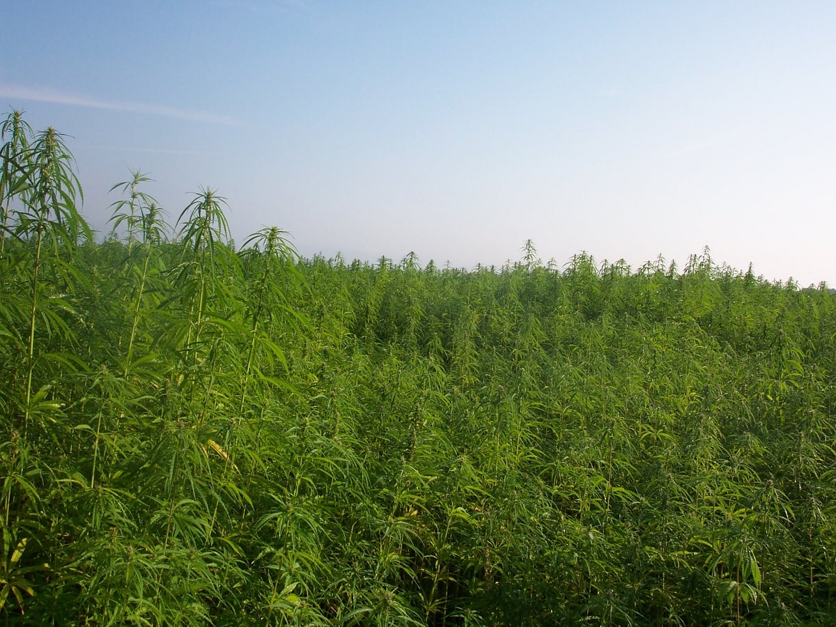 industrial hemp field