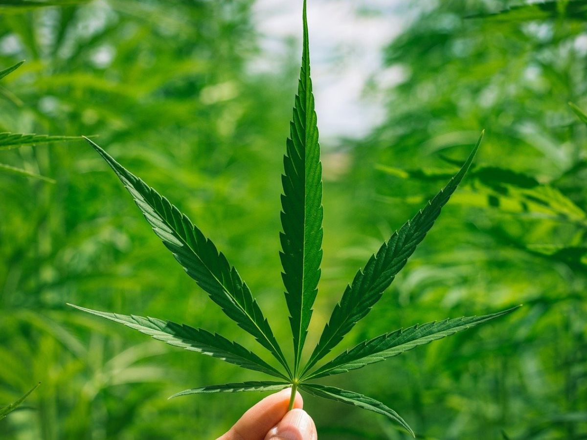 Cannabis leaf plant