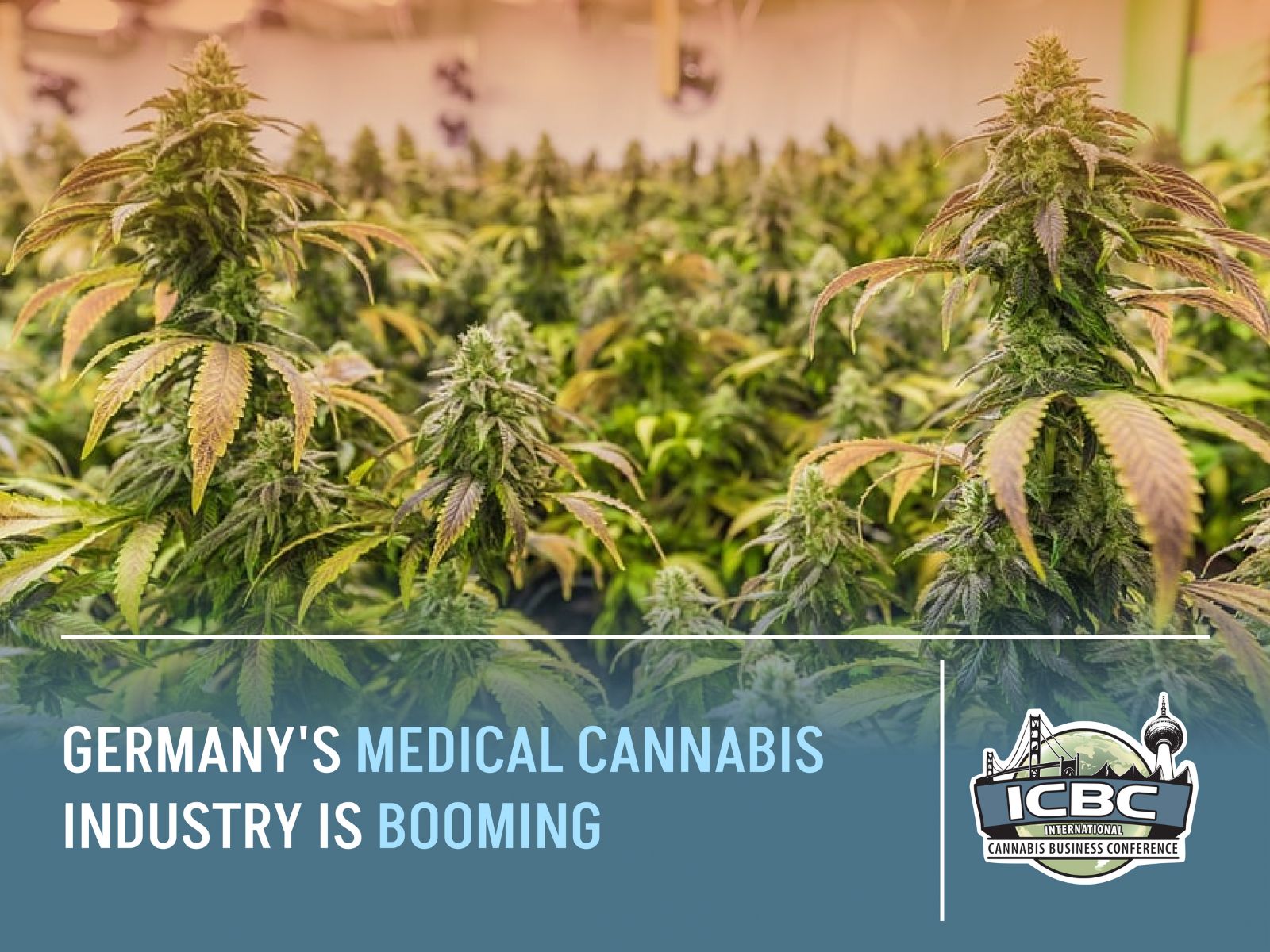 Germany Medical Cannabis