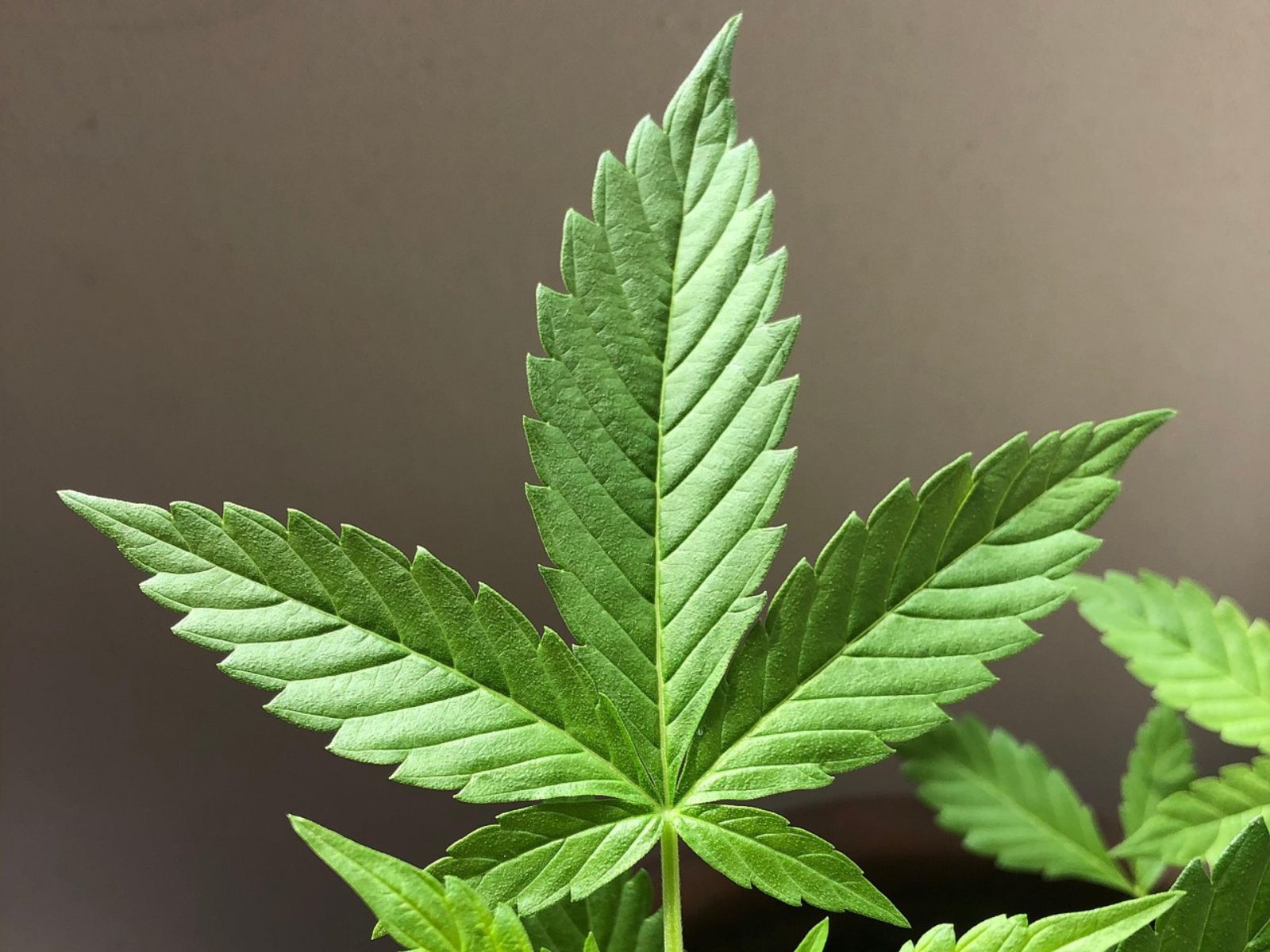 cannabis leaf leaves plant
