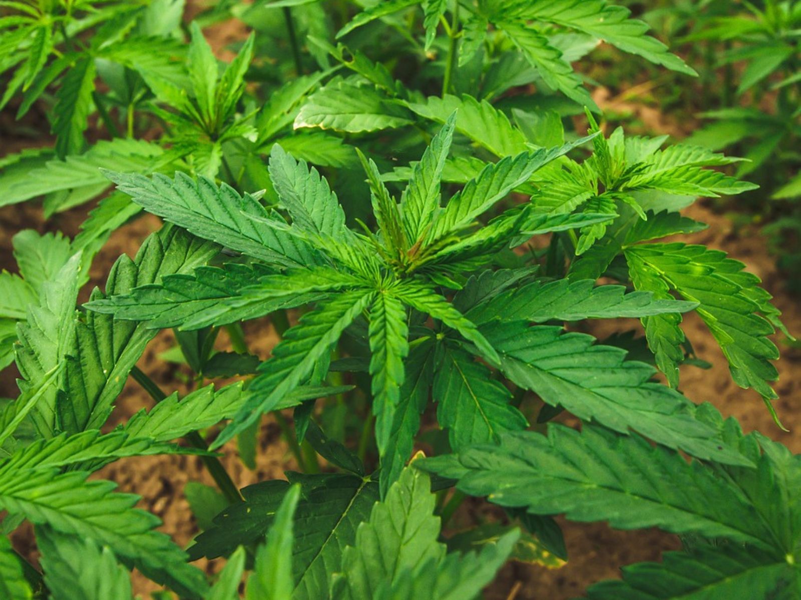 cannabis hemp plant plants